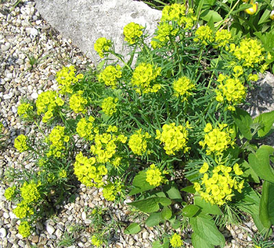 Zypressen-Wolfsmilch, Euphorbia cyparissias
